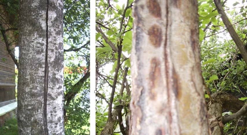 раны на плодовых деревьях