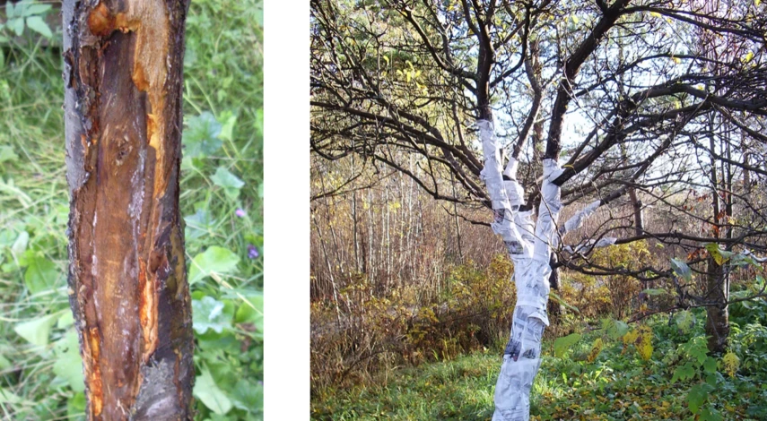 раны на стволе дерева