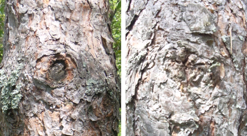 замазка на раны дерева