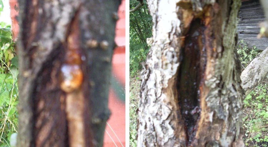 чем замазать раны на дереве