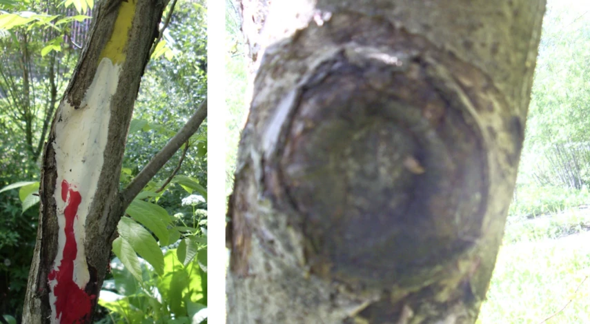 лечим раны на деревьях