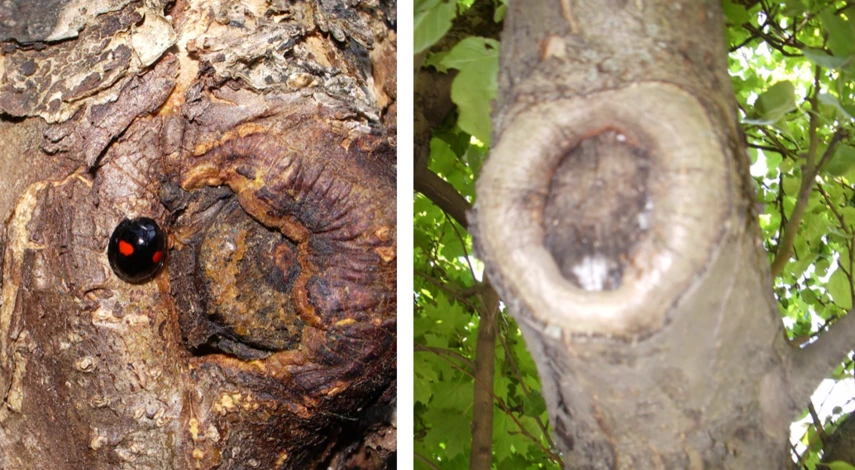 лечение ран на деревьях