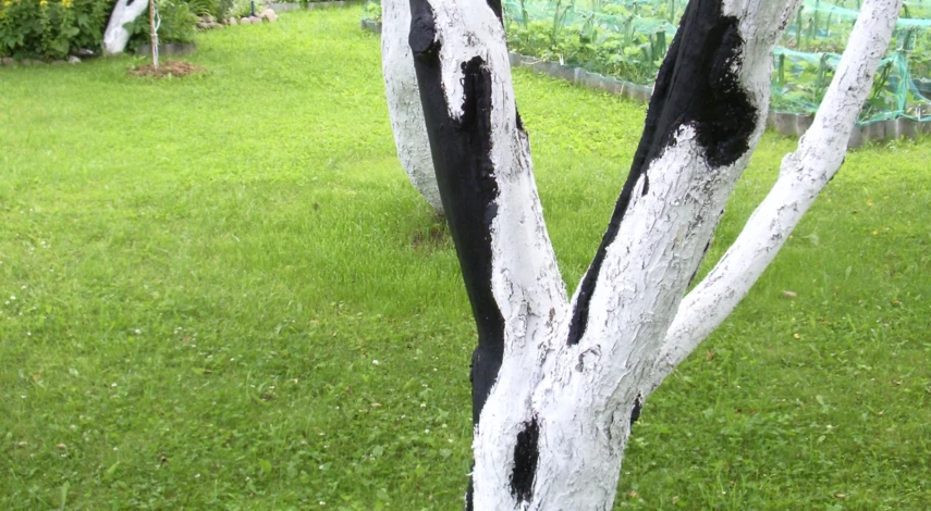 рана на дереве лечение