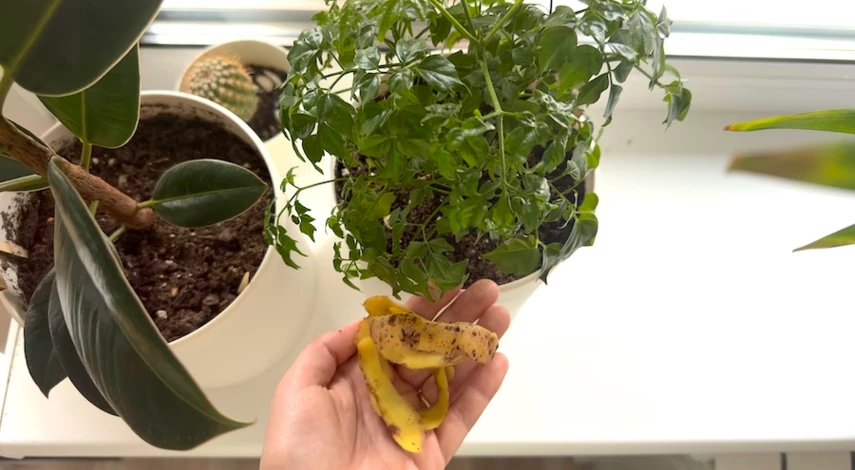 картофельные очистки как удобрение как применять