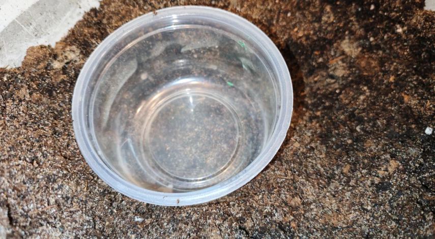 выращивание бегонии из семян