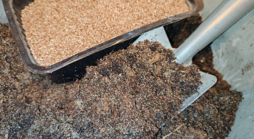 как вырасти бегонию из семян