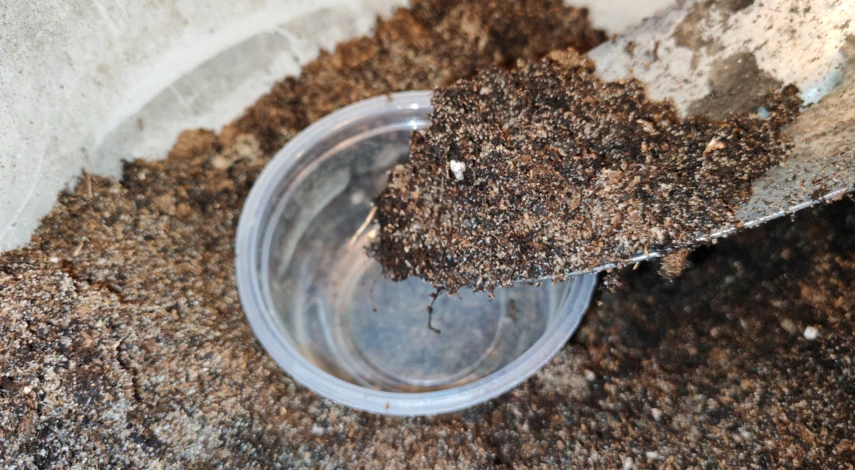 как вырастить бегонию из семян