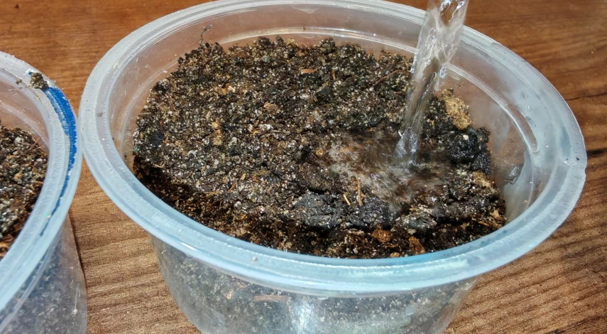 бегония выращивание из семян в домашних