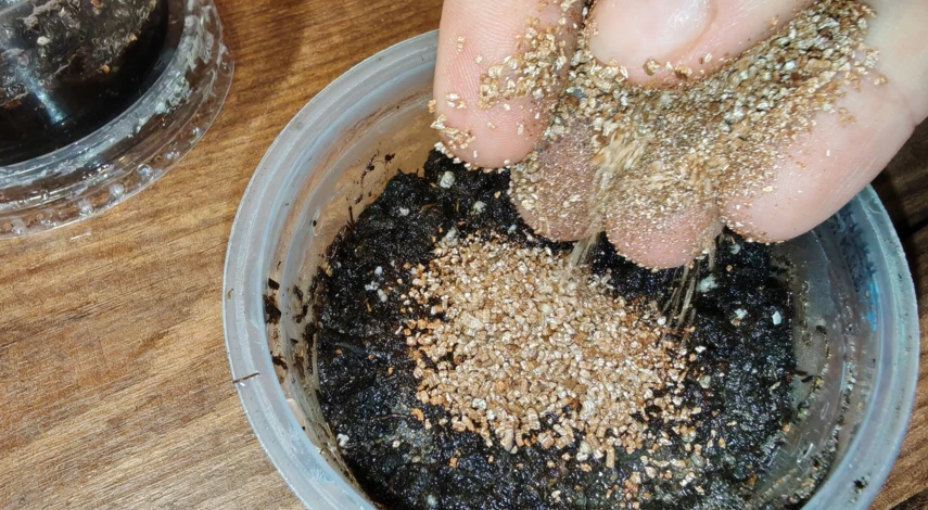 вырастить бегонию из семян в домашних условиях