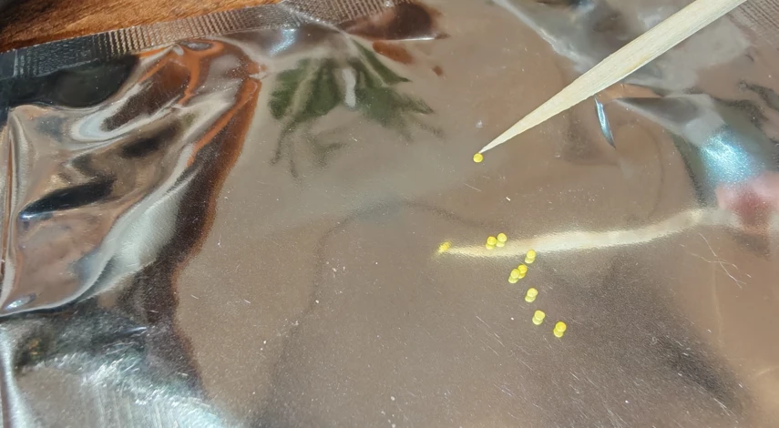 условия выращивания бегонии из семян