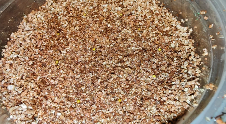 как вырастить бегонию из семян в домашних