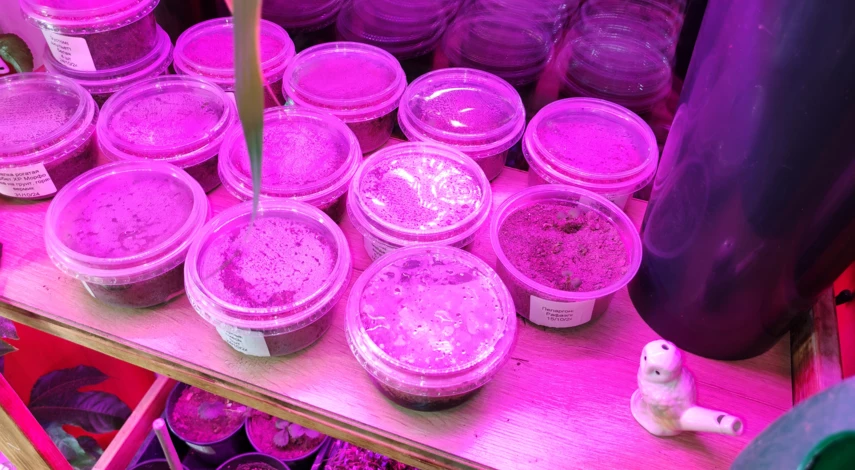 бегония клубневая из семян в домашних