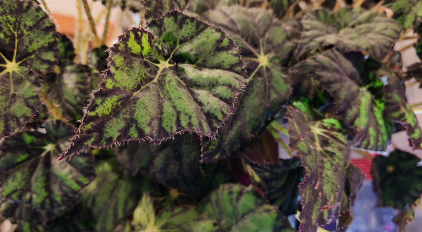 бегония вечноцветущая из семян