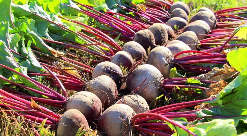 как хранить свеклу в погребе