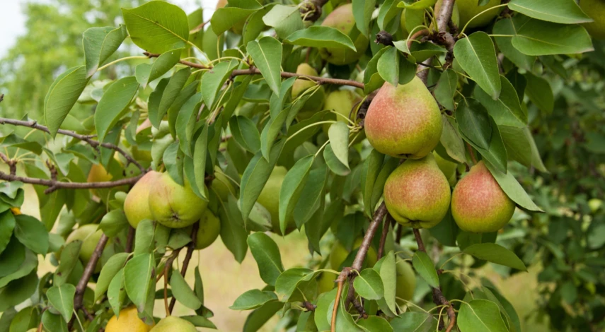 размножение воздушным отводком