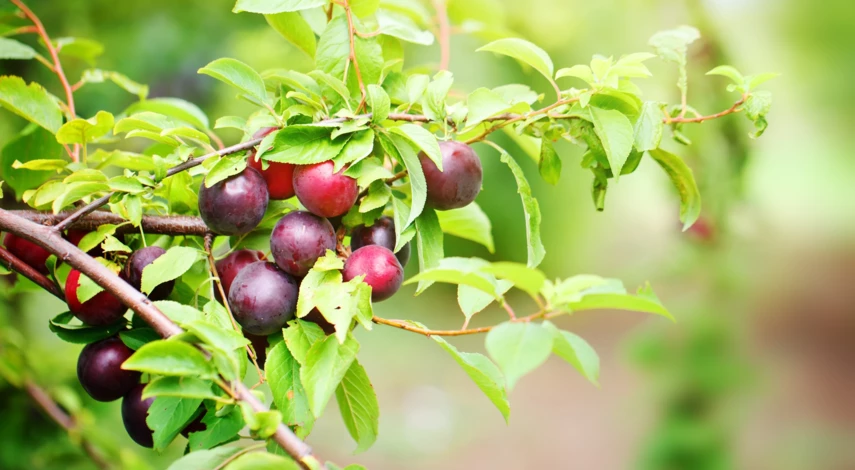 воздушная отводка яблони