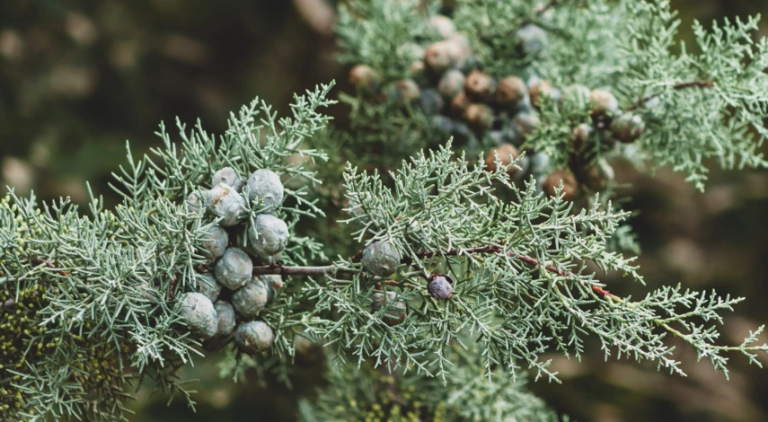 размножение яблони воздушным отводком