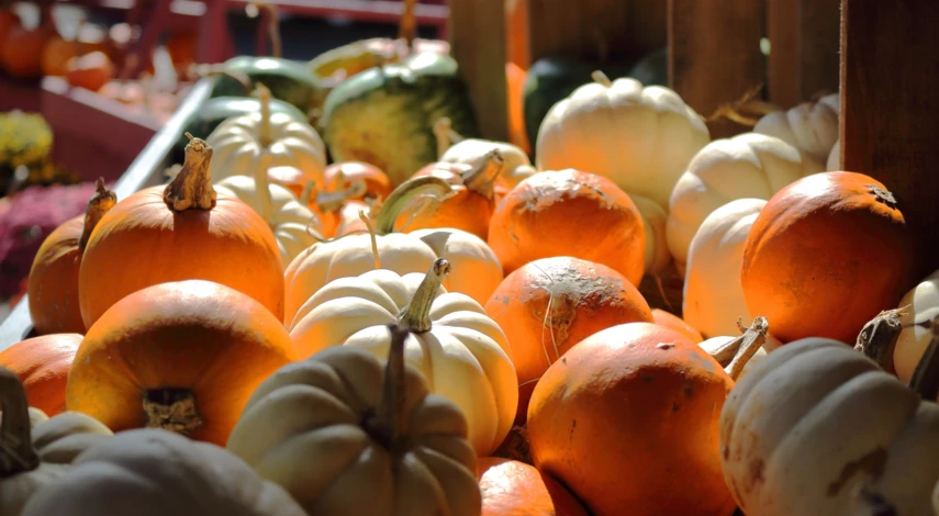 как хранить тыкву зимой
