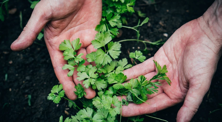 петрушку можно сажать под зиму