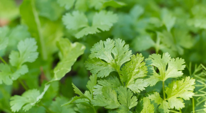 сажать петрушку под зиму в открытый грунт