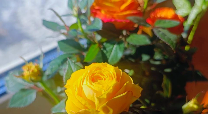 выращивание роз из семян