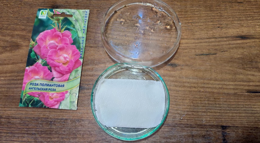 роза из семян в домашних условиях