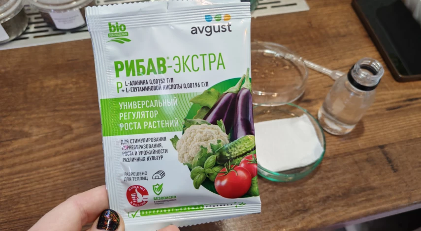 как вырастить розу из семян