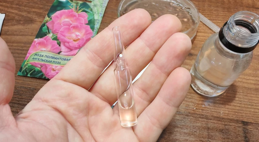 шток роза выращивание из семян