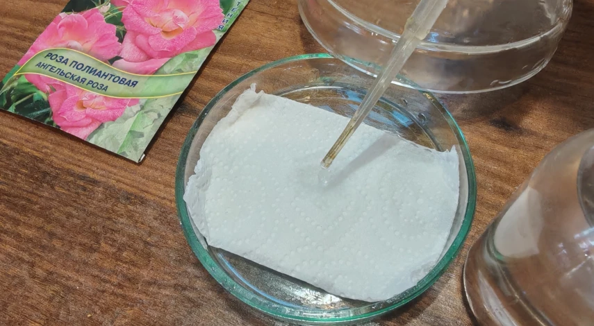 сажаем розы из семян