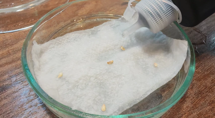 выращивают ли розы из семян