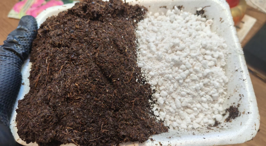 посев семян роз