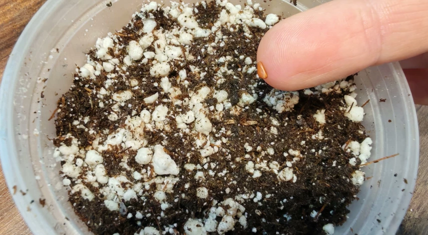 роза полиантовая из семян