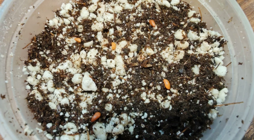 роза крылья ангелов выращивание из семян