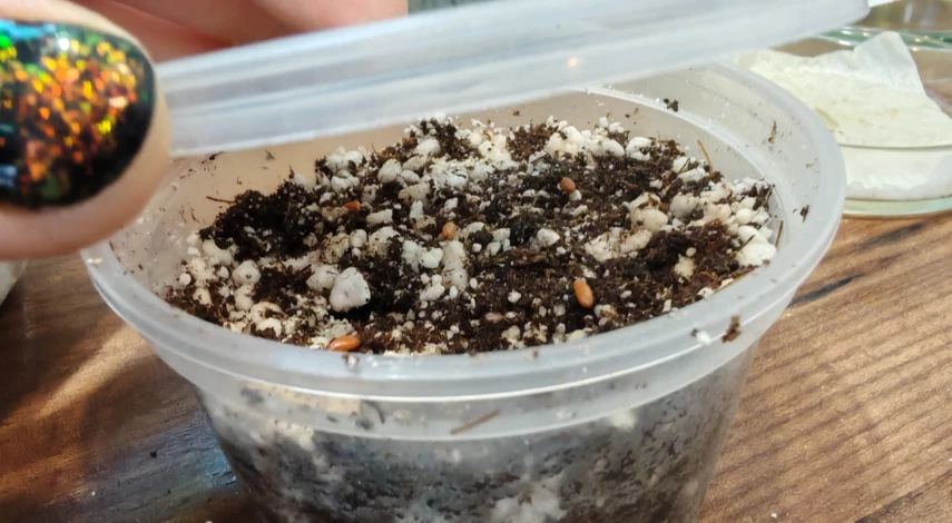 китайские розы из семян