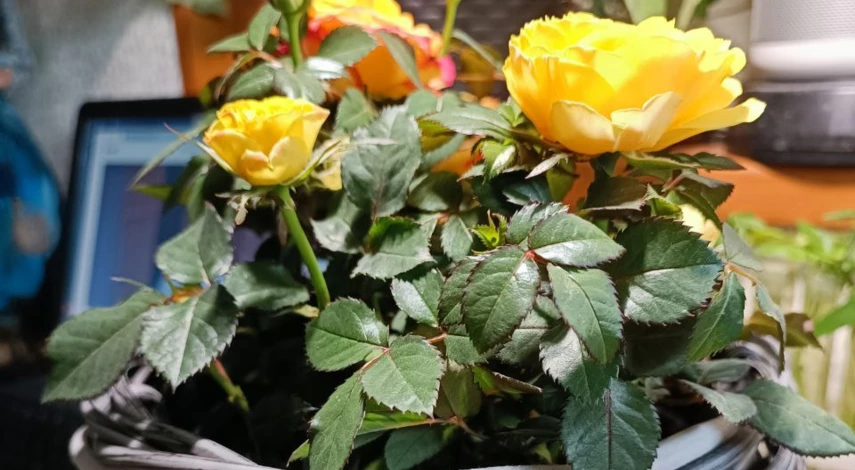 размножение роз из семян