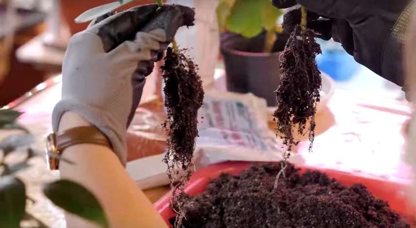 микориза применение для рассады