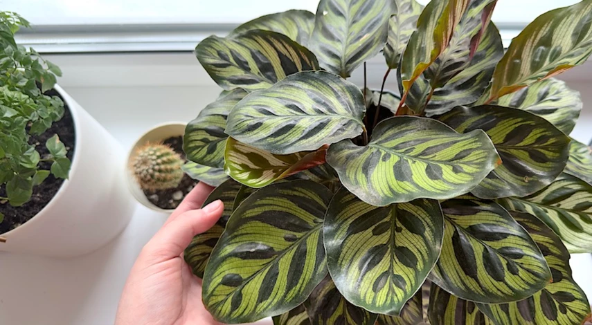 чем подкормить комнатные растения зимой