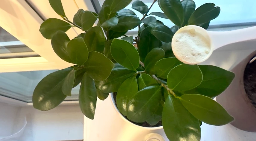 как ухаживать за комнатными цветами зимой