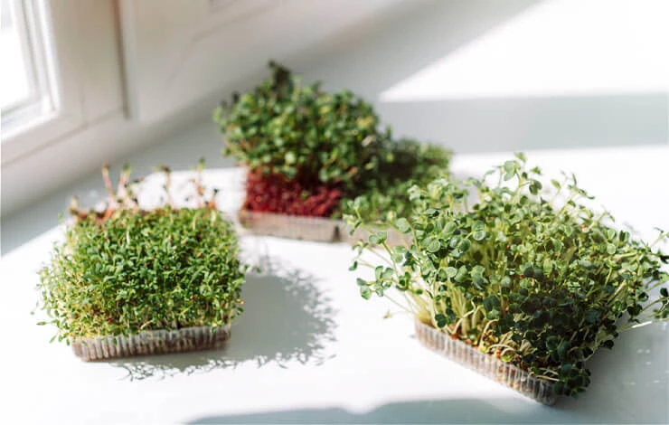 Выращивание микрозелени без земли