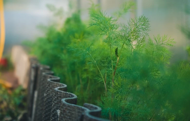 вырасти зелень на подоконнике