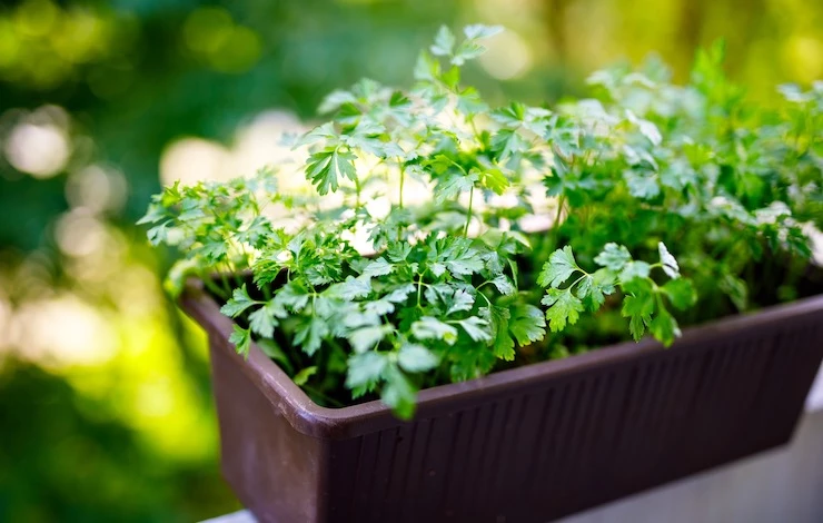 как вырастить зелень на подоконнике