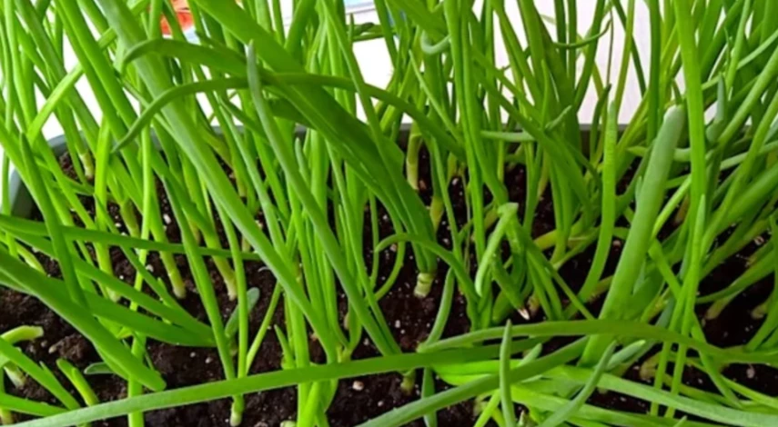 посадить лук на зелень на подоконнике