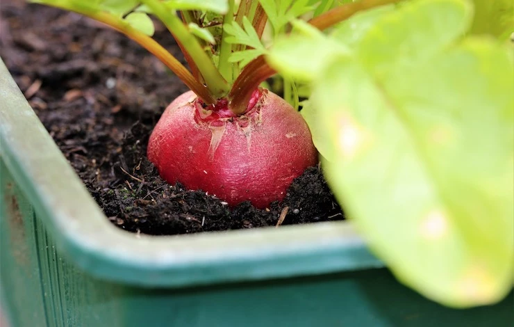 как посадить зелень на подоконнике