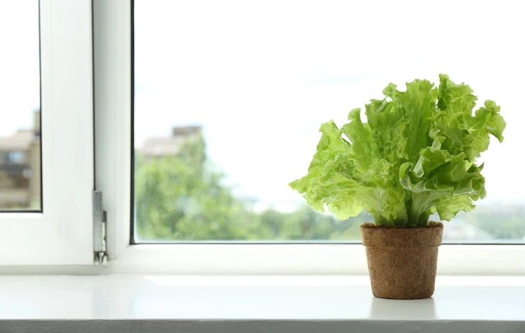 домашняя зелень на подоконнике