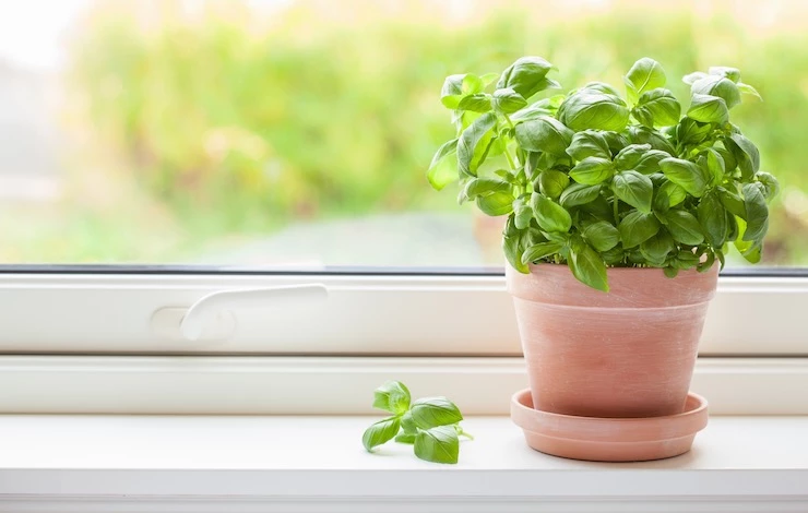 зелень на подоконнике выращивание