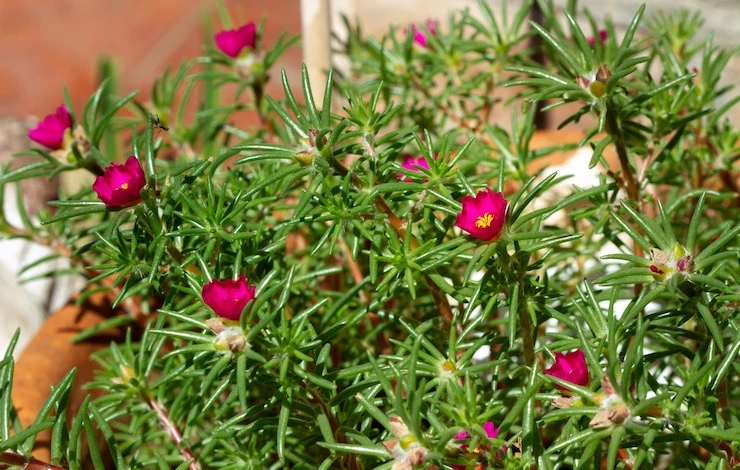 зелень дома на подоконнике