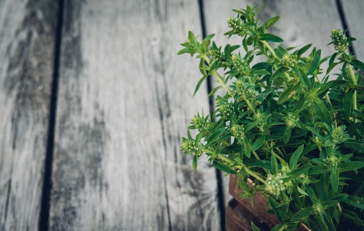 какую зелень вырастить на подоконнике