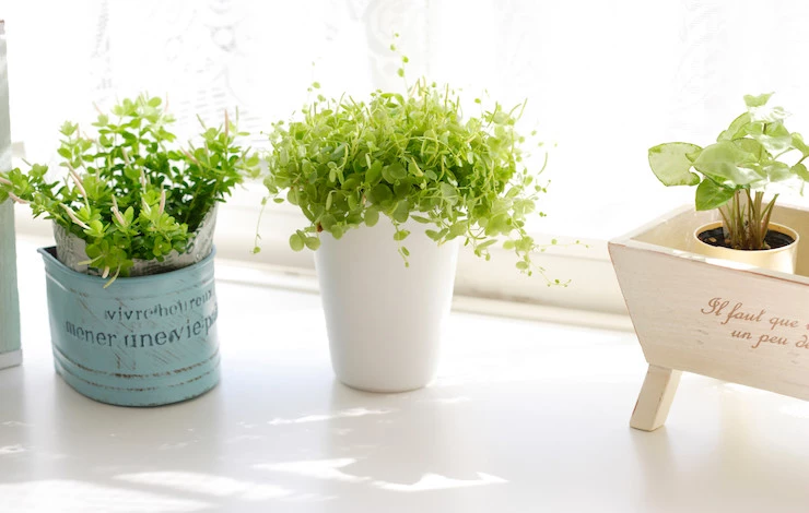 как вырастить зелень на подоконнике зимой