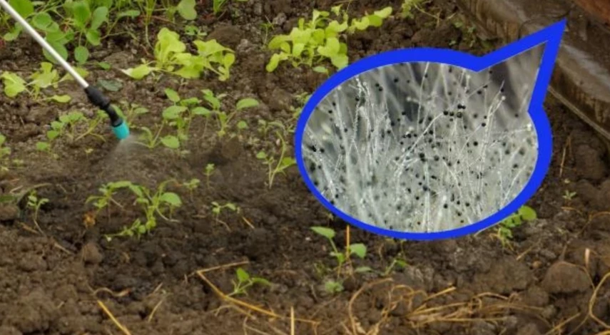 плесень в частном доме