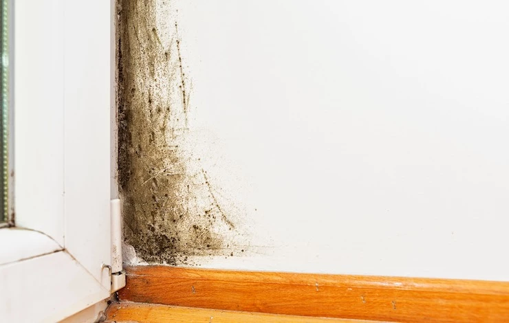 плесень на стенах в доме